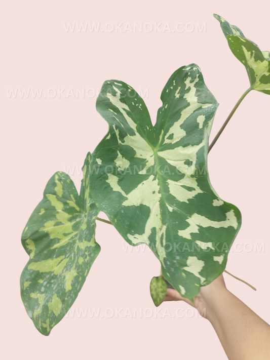 Alocasia Hilo Beauty