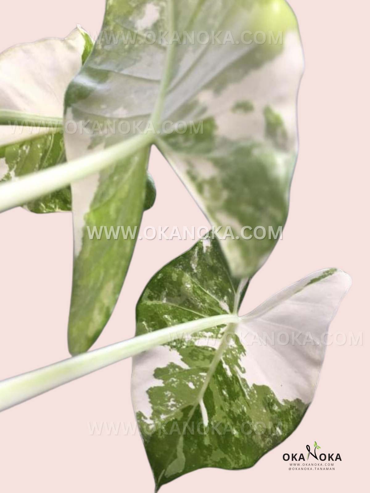 Close-up of variegated Alocasia Macrorrhiza leaves showing unique patterns and textures.