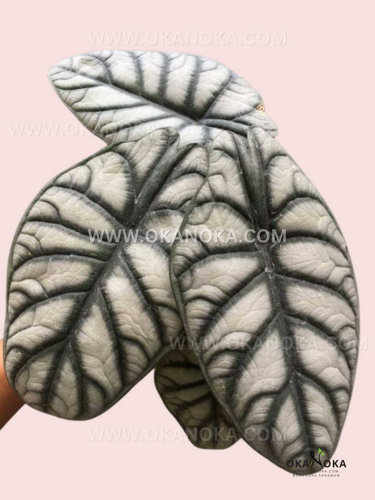 Close-up of Alocasia Dragon Silver leaves, showcasing metallic-silver foliage with deep green veins.