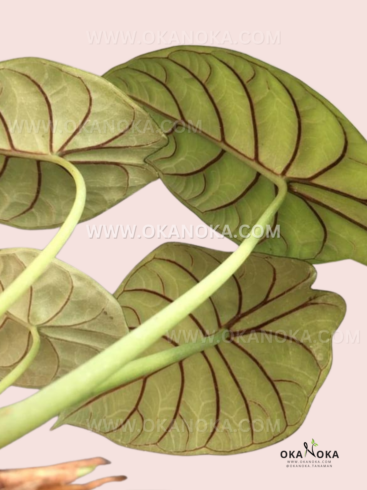 Underside of Alocasia Dragon Silver leaves showing smooth, light green texture.