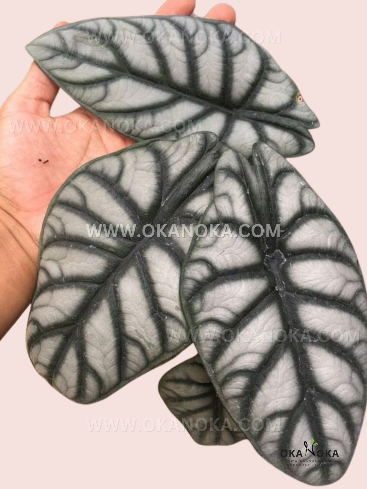Hand holding Alocasia Dragon Silver with its striking, dragon-scale-like patterned leaves.