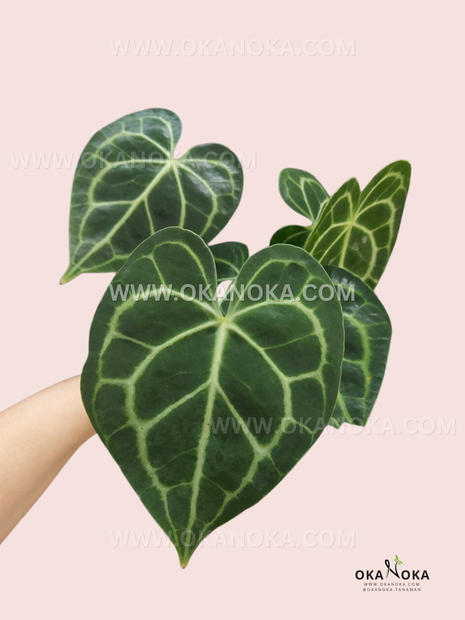 anthurium clarin Anthurium Clarinervium