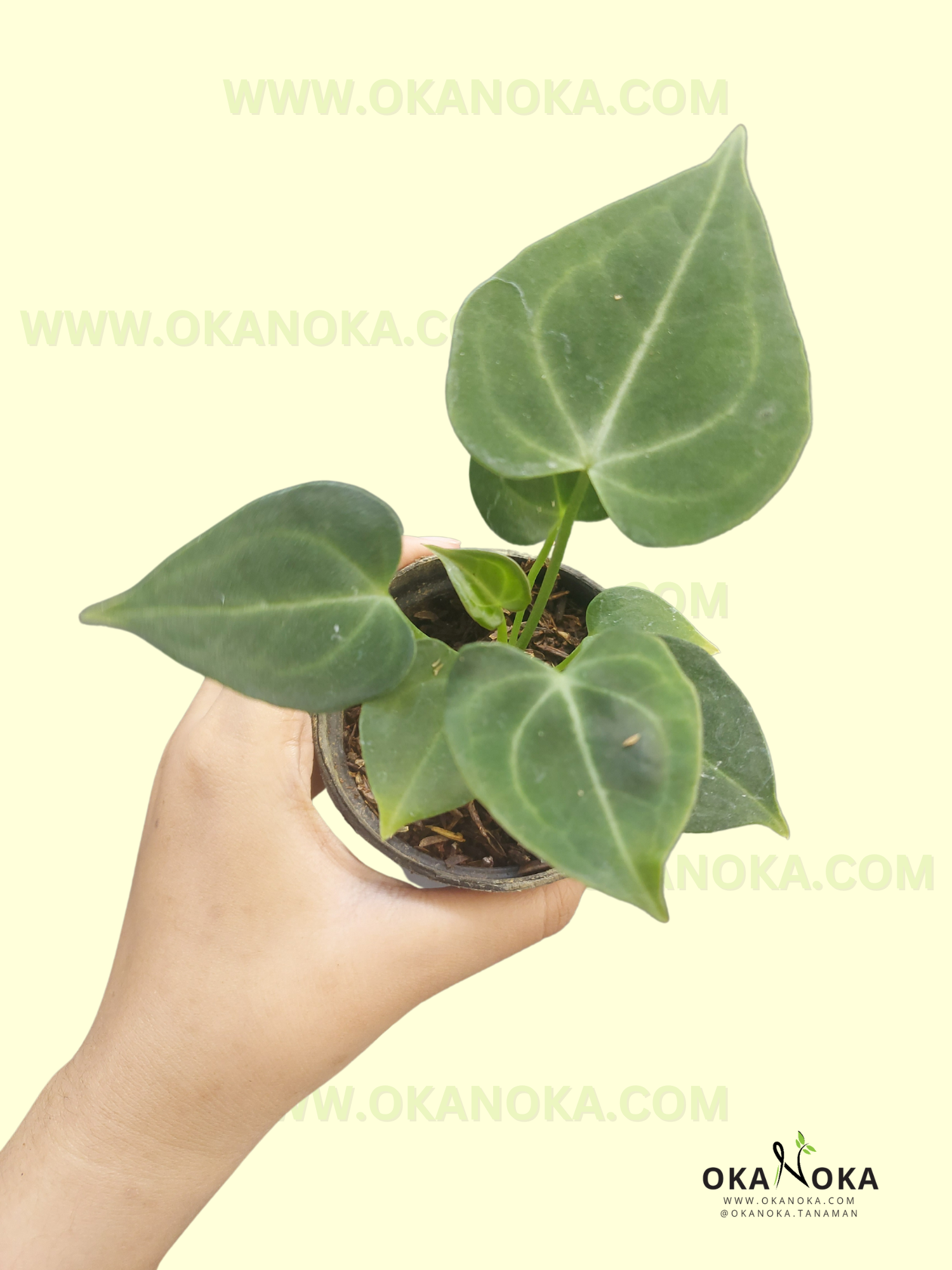 anthurium clarinervium cuidados Planta de inicio al por mayor Anthurium Clarinervium – Okanoka