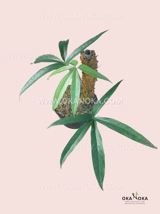 Anthurium Polydactylum