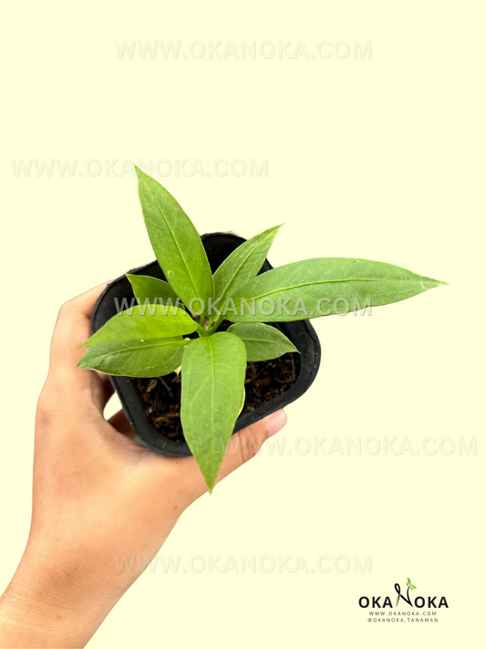 Starter Plant Anthurium Vittarifolium