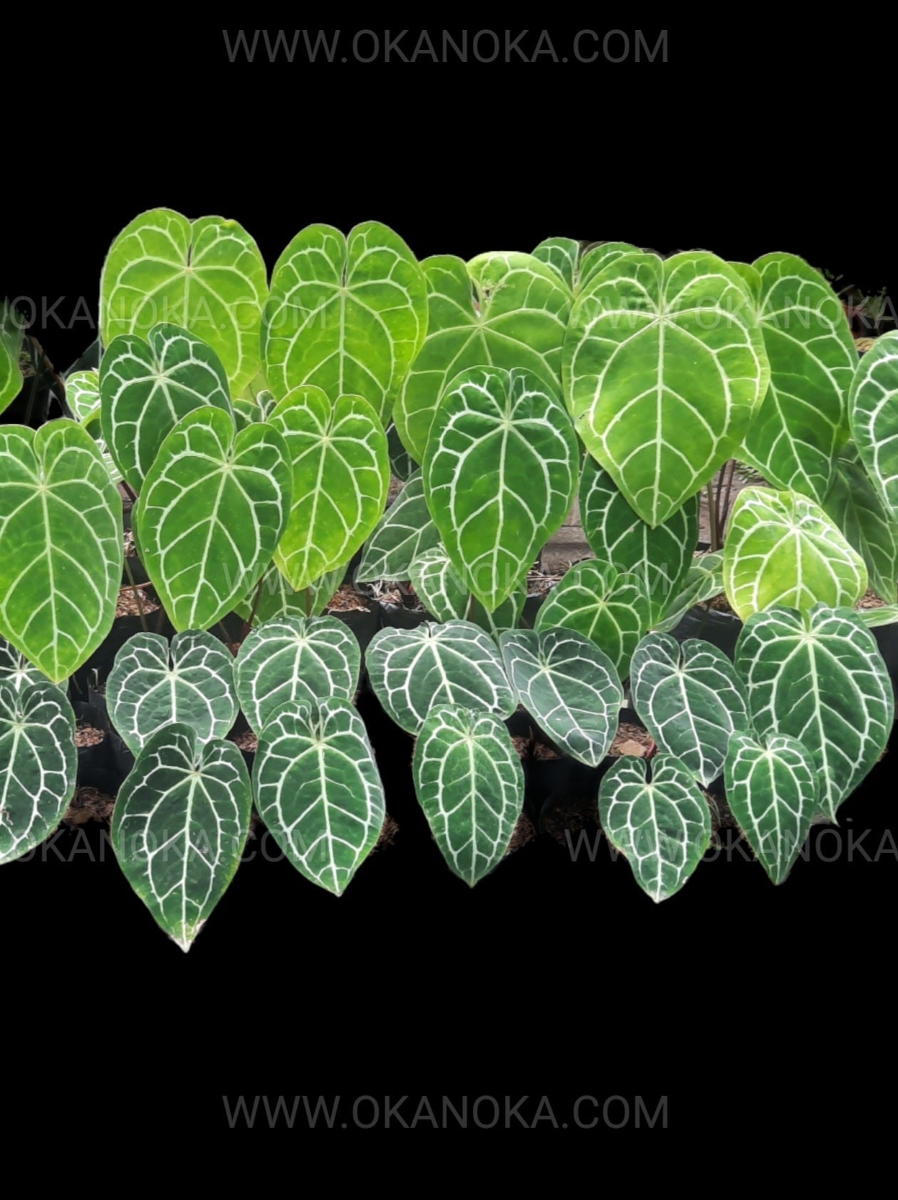 Venta al por mayor 6x Anthurium Crystallinum