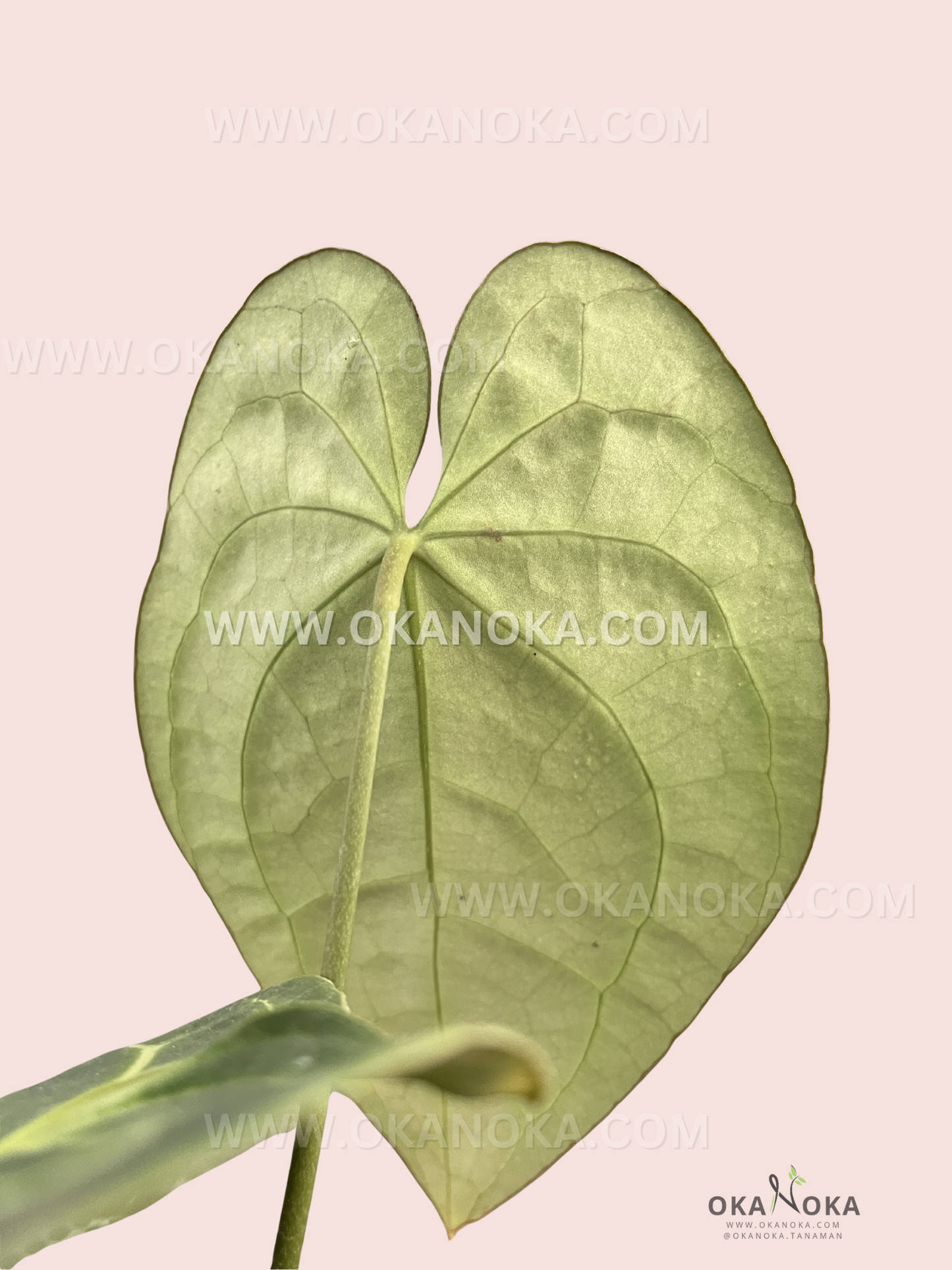 Detailed view of dark green Anthurium Crystallinum Dark Form foliage highlighting vein contrast