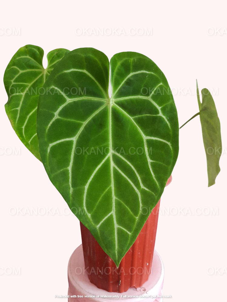 anthurium crystallinum cuidados Anthurium Crystallinum Dragon Flame Medio
