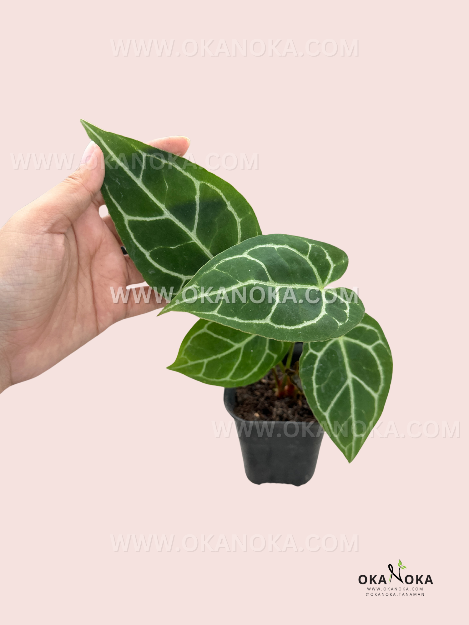 anthurium crystallinum adalah Anthurium Crystallinum Mini – Okanoka