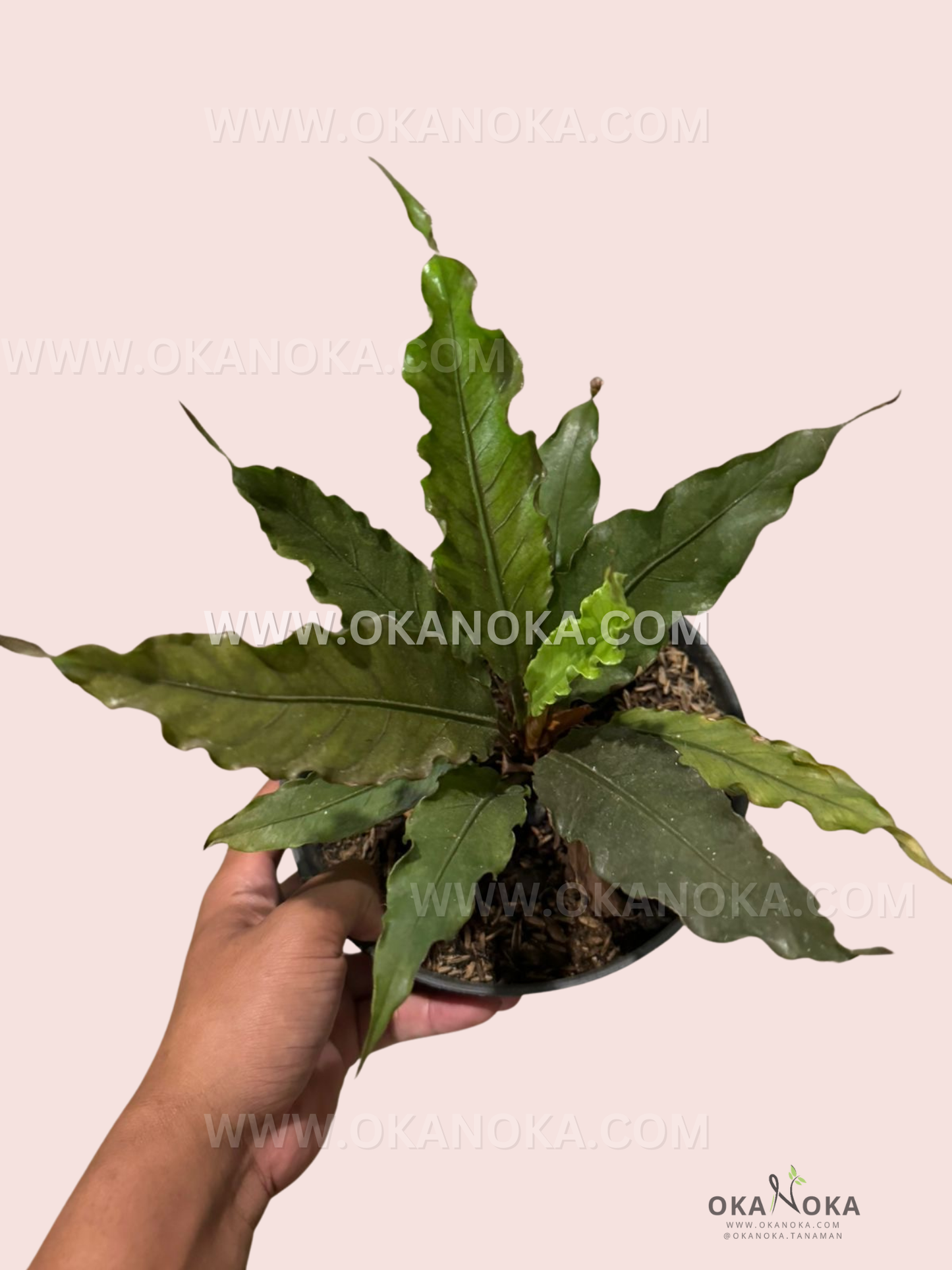 Top view of live Anthurium Hybrid Plowmanii X Hookerii Black plant in a black pot, showcasing unique leaf structure