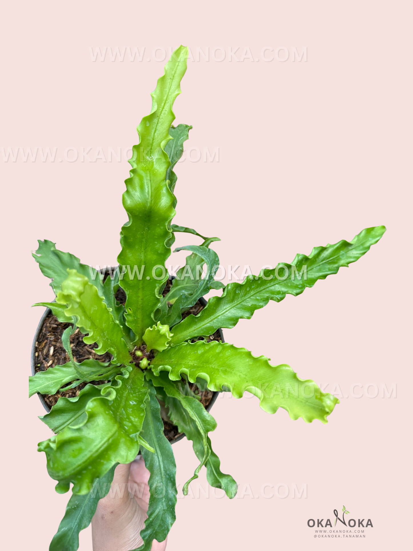 Hand holding Asplenium Nidus Victoria showing size and lush green fronds in detail.