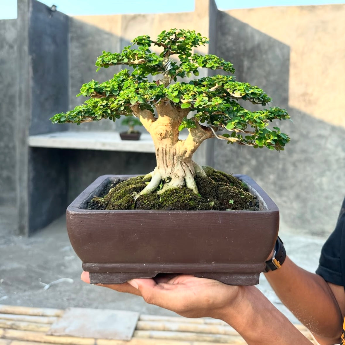 bonsai tree with thick leaves Bonsai Premna Microphylla Alagao Taiwan