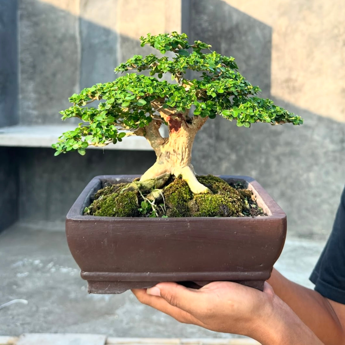 Premna Microphylla Alagao Taiwan Bonsai with wide canopy, textured bark, and dense green foliage, carefully presented in a brown ceramic container.