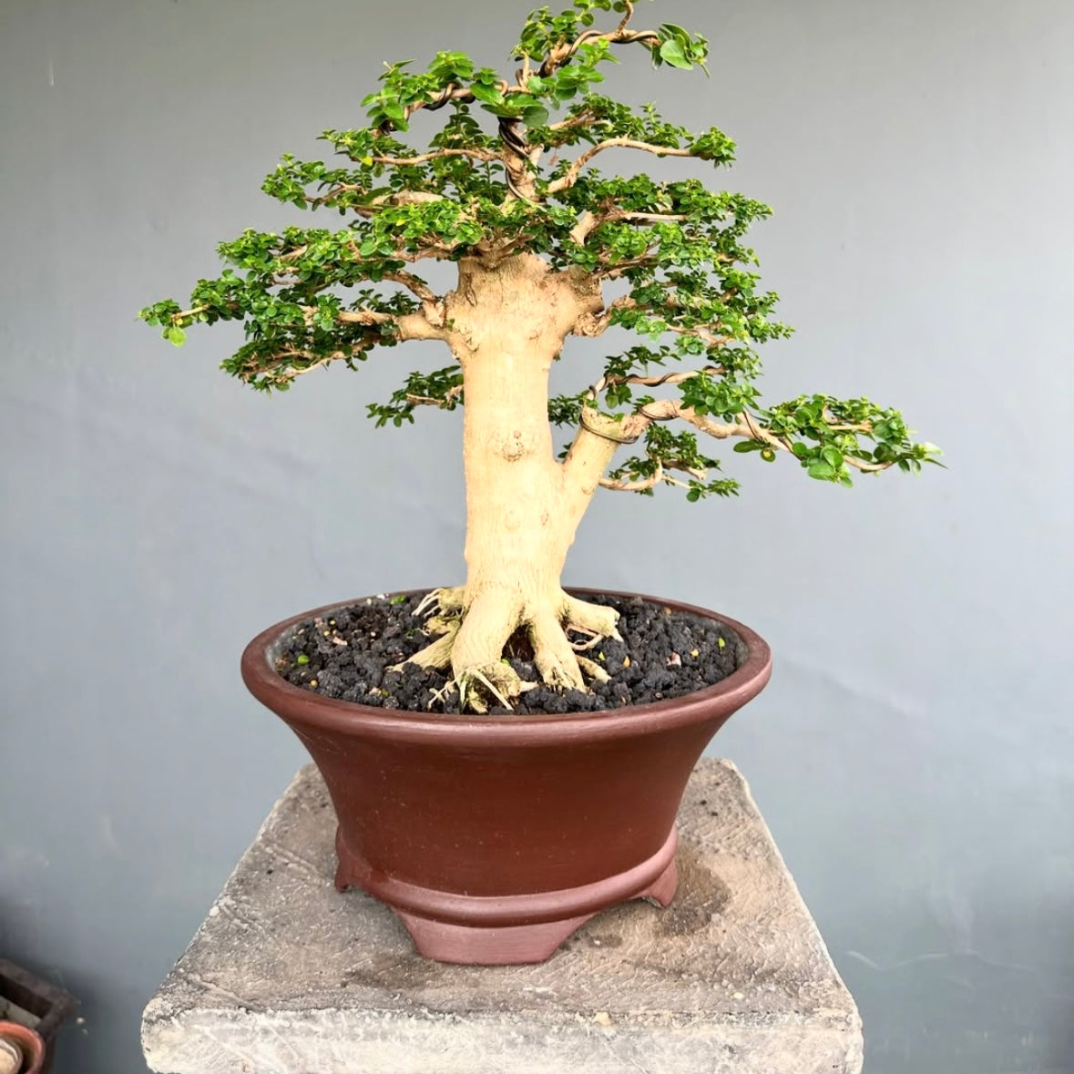 Premna Microphylla Alagao Taiwan Bonsai with a tall, upright trunk, compact green foliage, and exposed surface roots, potted in a dark brown round container and displayed on a stone pedestal.