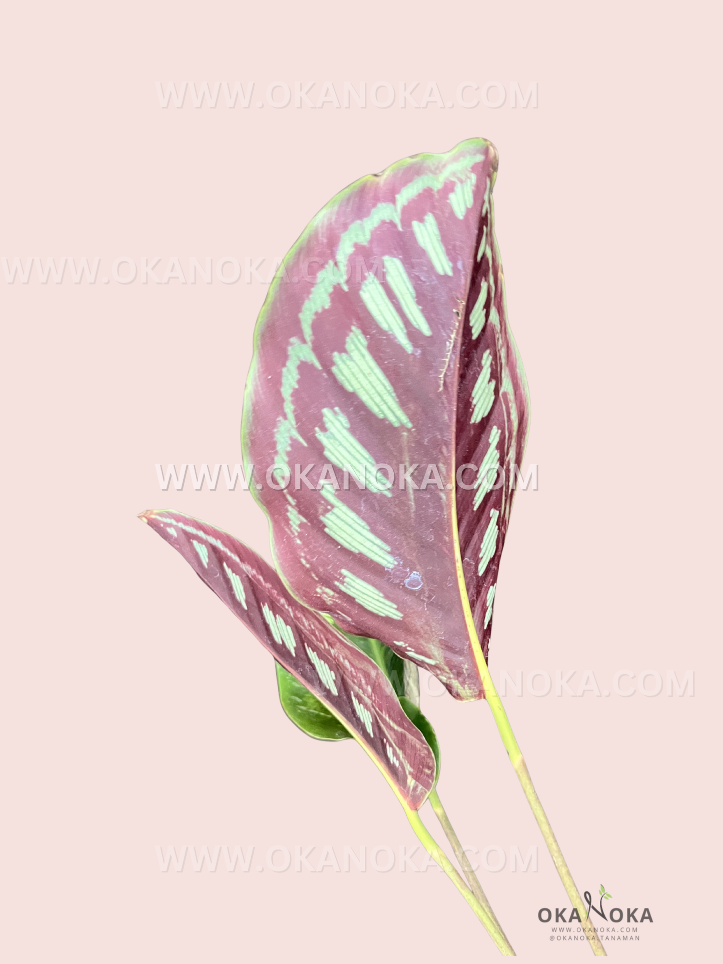 Detailed view of wavy edges and colorful veins of Calathea Libbyana leaves in natural indoor light.