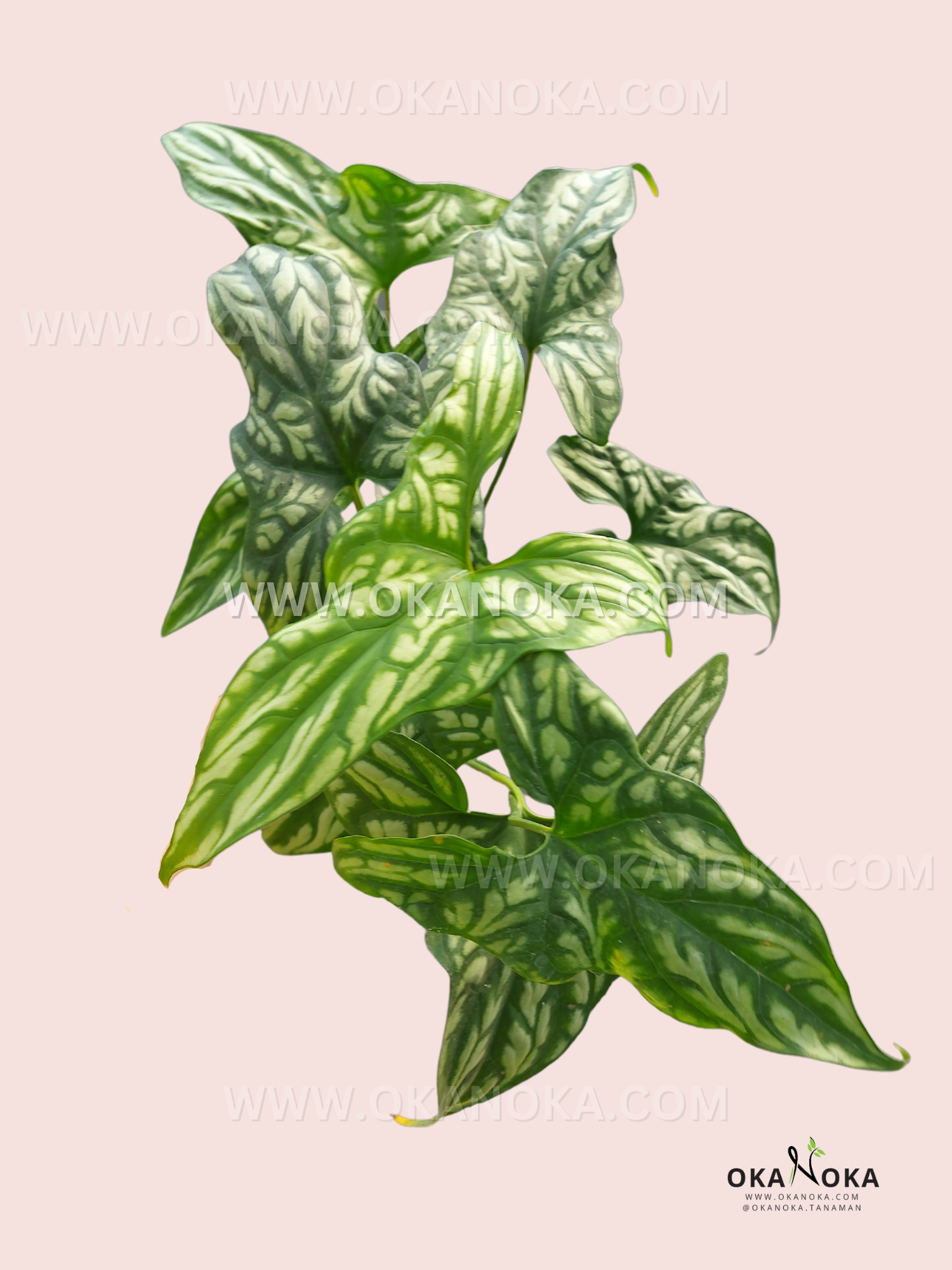 philodendron cercestis mirabilis Cercestis Mirabilis large size