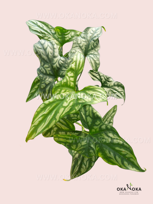 Cercestis Mirabilis large size