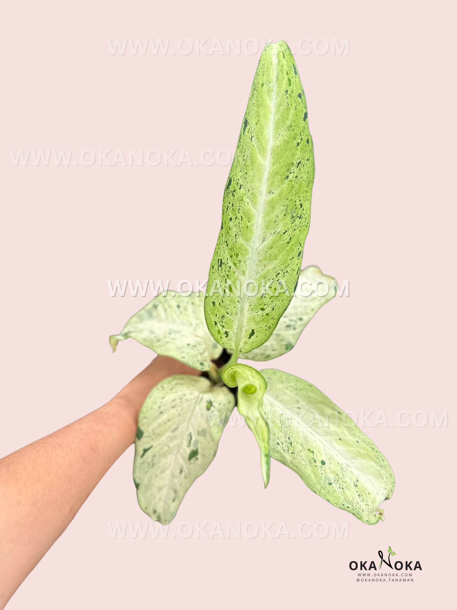 dieffenbachia camouflage care Dieffenbachia Camouflage – Okanoka