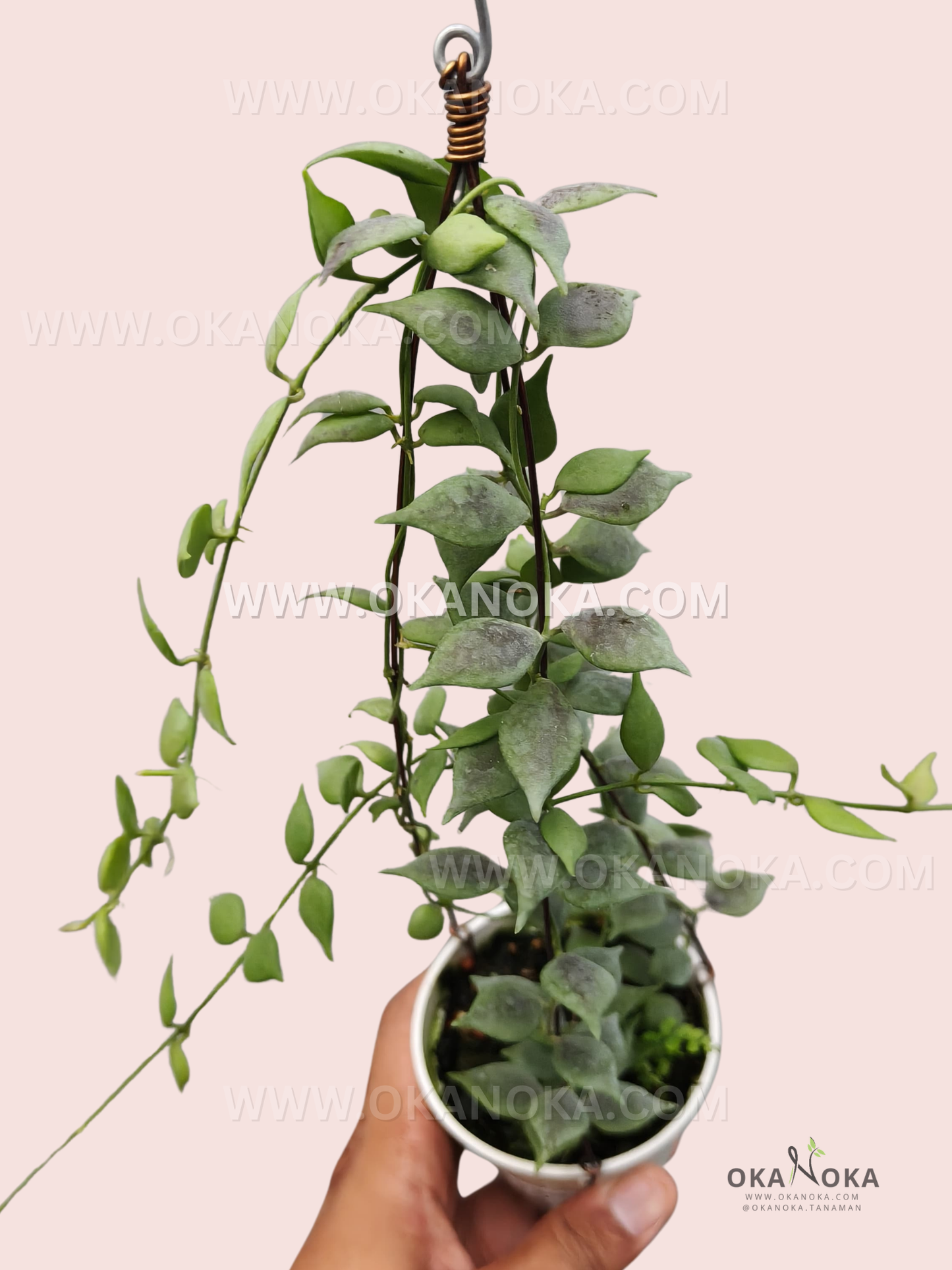 Close-up of Dischidia sp. Black VN-738 trailing stems with dark green glossy leaves in a white hanging pot.