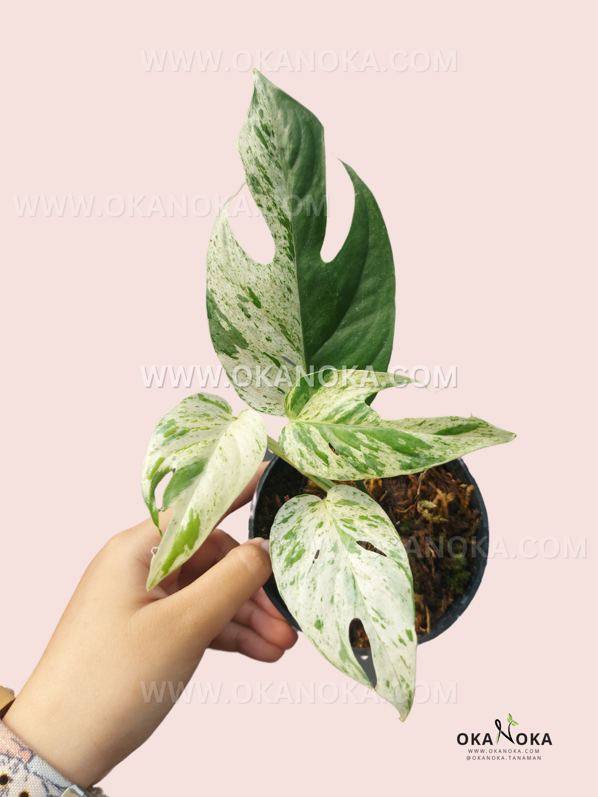 Epipremnum Marble showing vibrant marbled leaves in green and white.