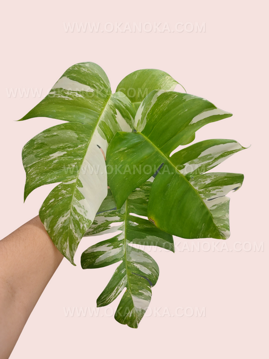 Epipremnum Pinnatum Variegated