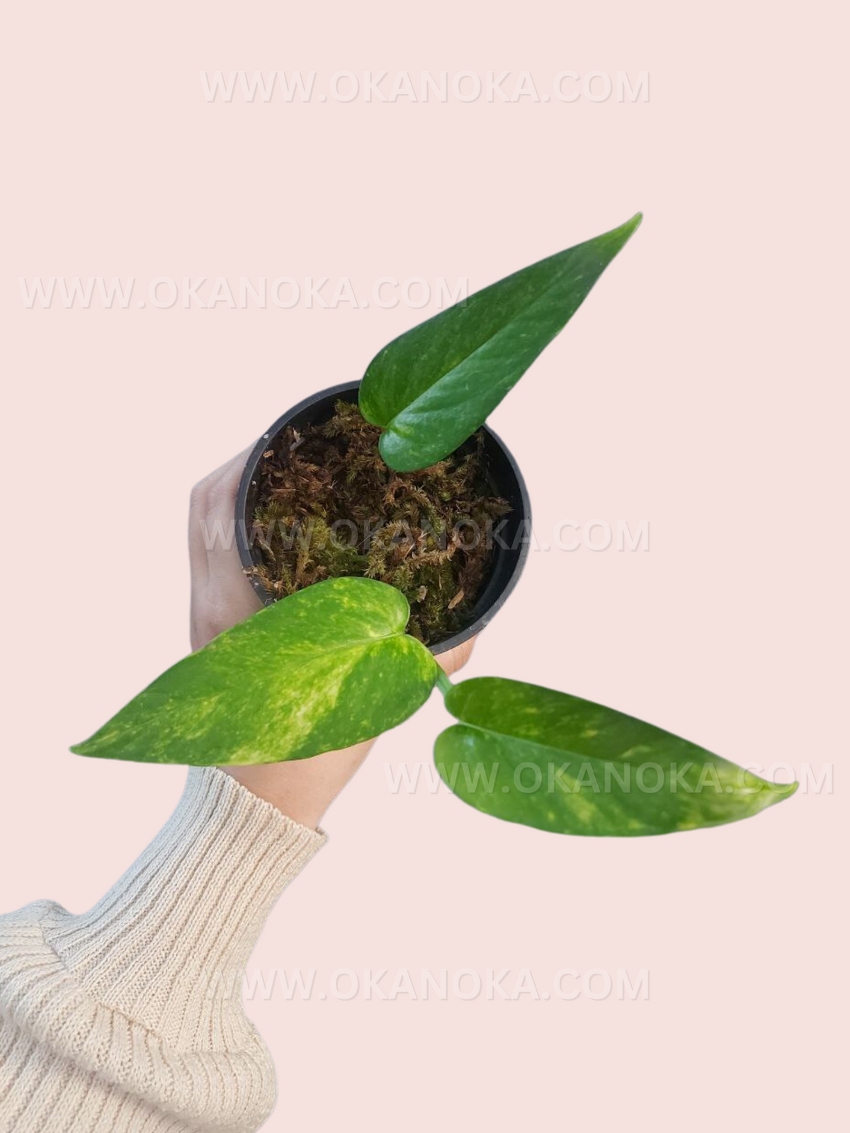 Epipremnum Pinnatum Yellow Variegated plant with bright yellow and green variegated leaves in a small black pot held in hand