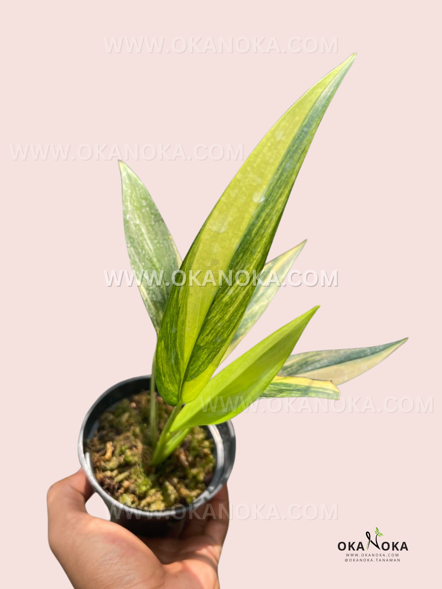 philodendron amplissimum variegated Epipremnum Amplissimum Variegated
