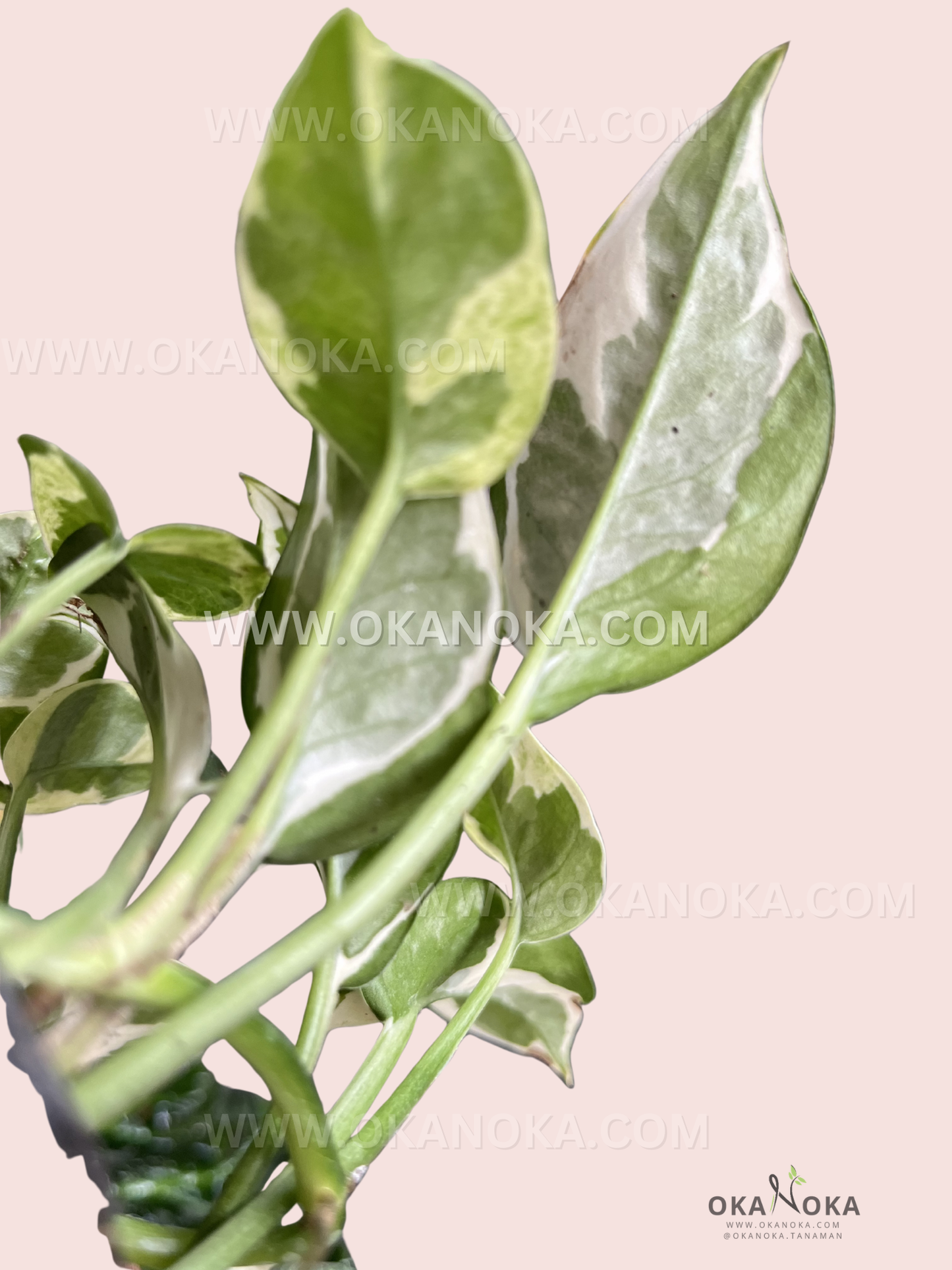 Detailed side view of Epipremnum Njoy Pothos leaves in natural light, emphasizing variegation patterns.