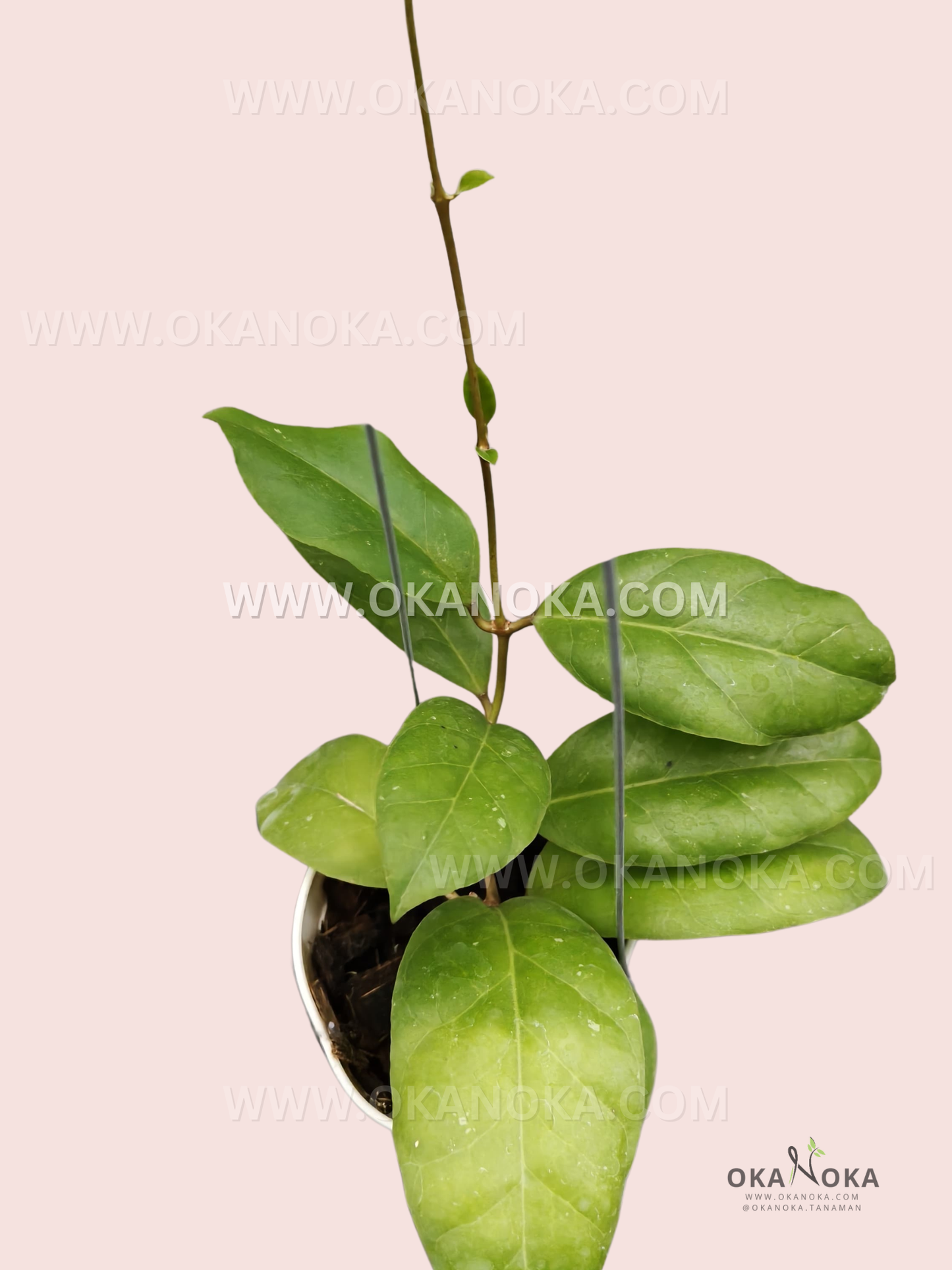 Hoya Callistophylla × Wallichii ssp. Tenebrosa live plant with elongated green leaves and dark veins.