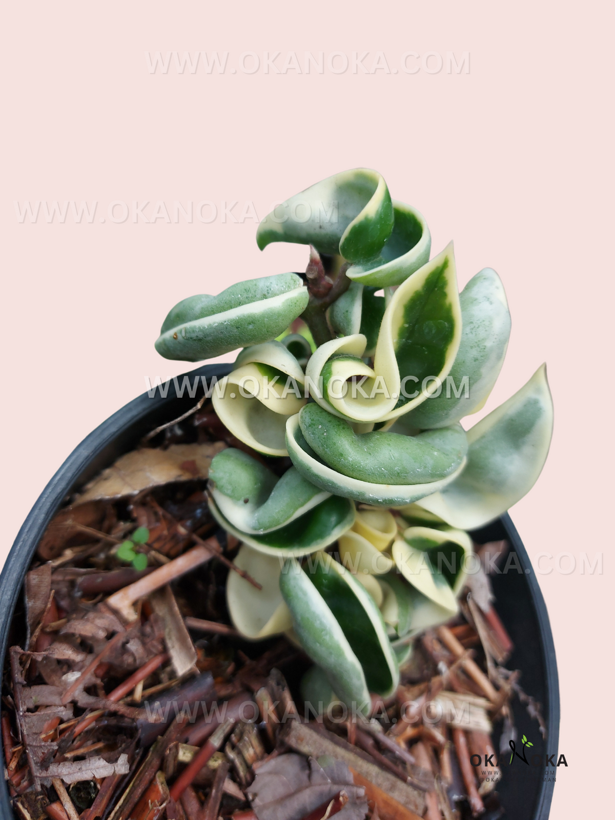 Hoya Hindu Rope Variegated live plant with curled green and creamy white variegated leaves in a nursery pot.