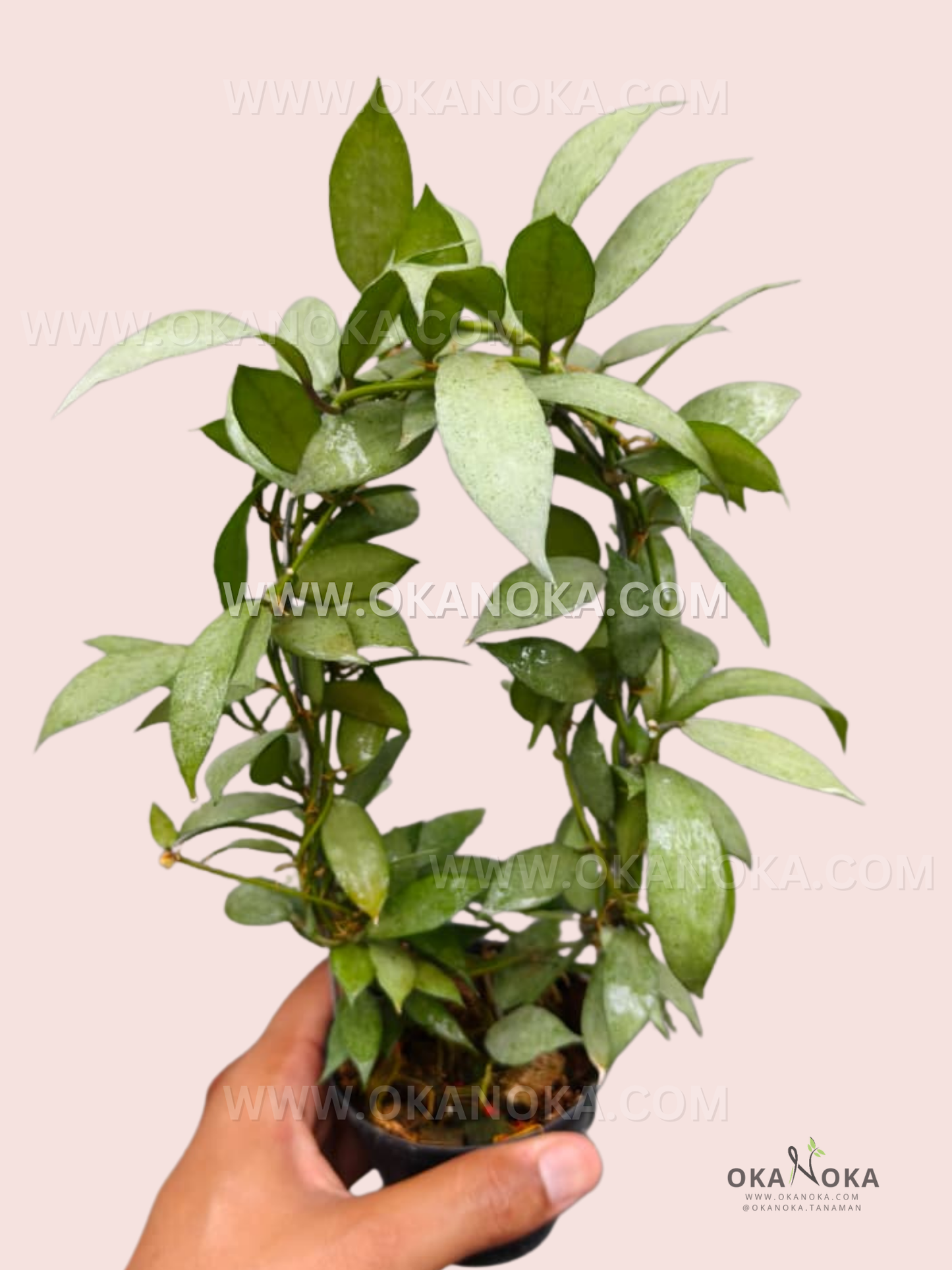 Hoya Lacunosa White Pearl trailing vine with silvery variegated leaves in a hanging pot.