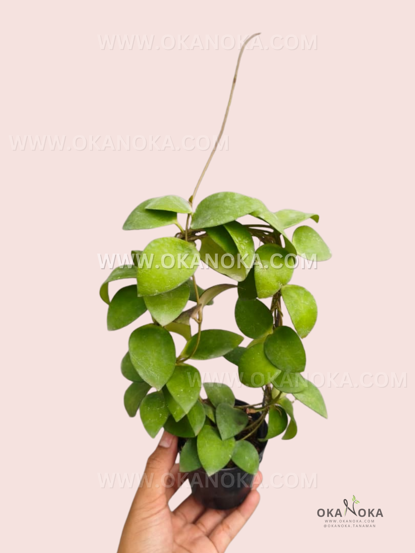 Hoya Myrmecopa Selayar live plant with thick glossy emerald-green leaves.