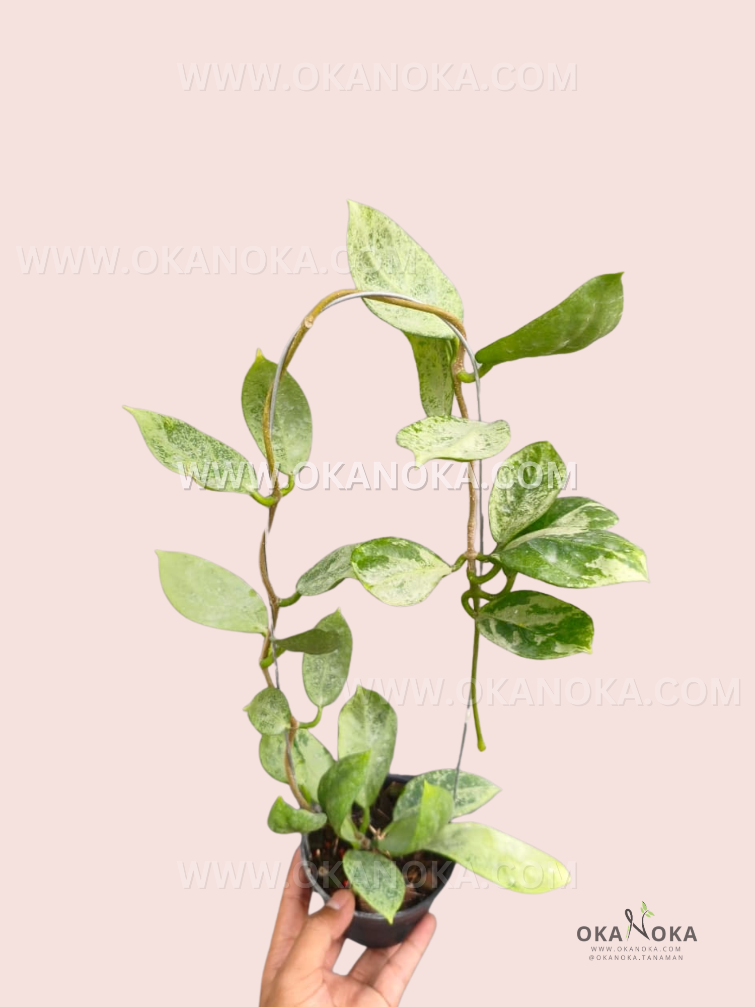 Hoya Nervosa Jokul Silver – Okanoka