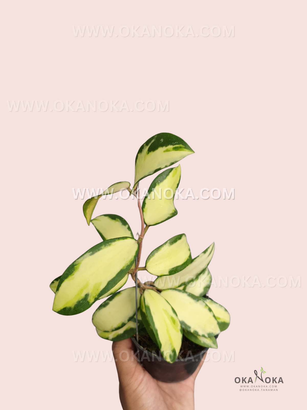 Hoya acuta Inner Variegated live plant with creamy yellow central variegation, dark green leaf margins, and upright vining growth in a small pot.