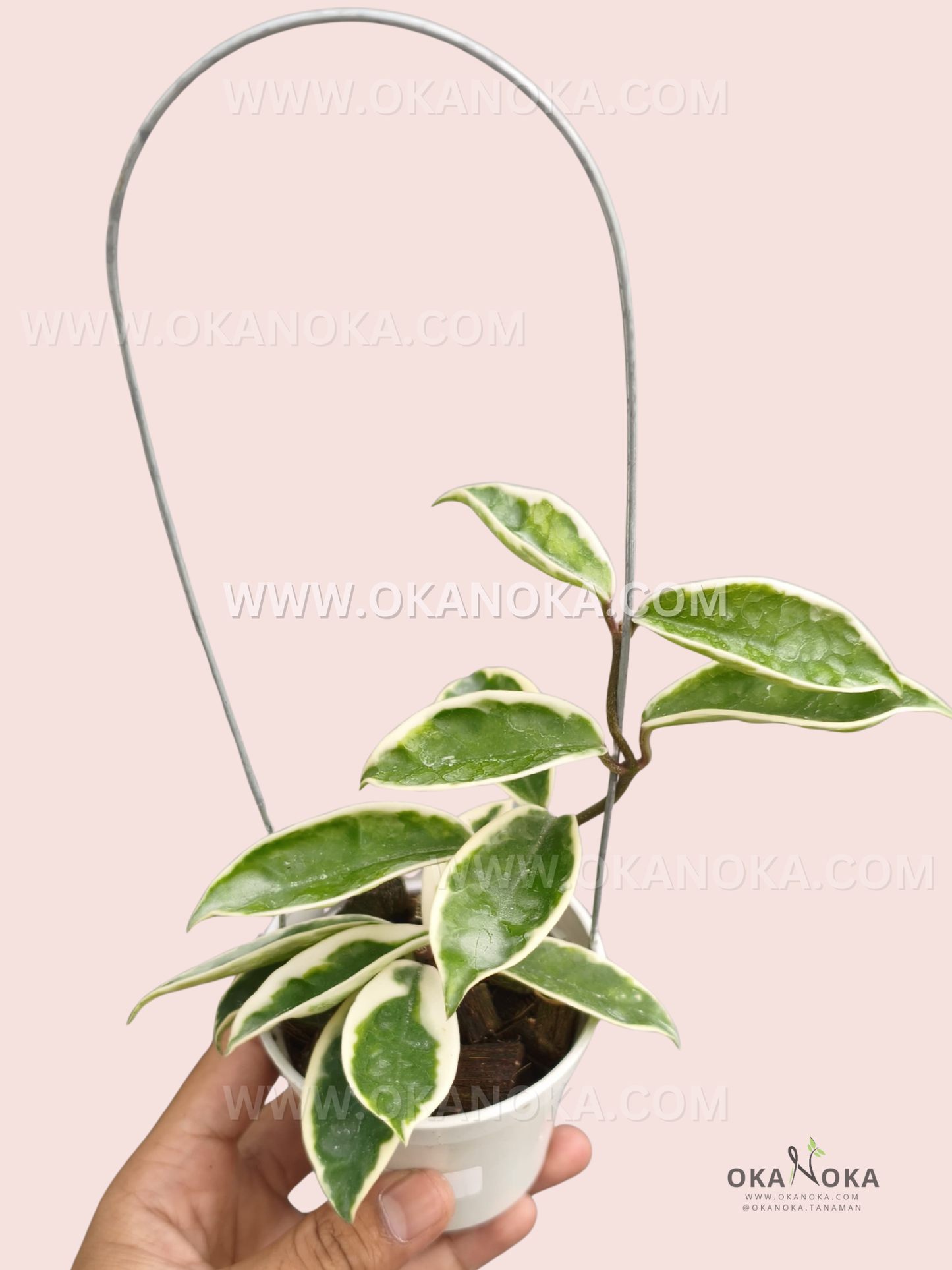 Hoya Carnosa Suzie Q live plant with green leaves edged in creamy-white variegation and a graceful trailing stem in a white nursery pot