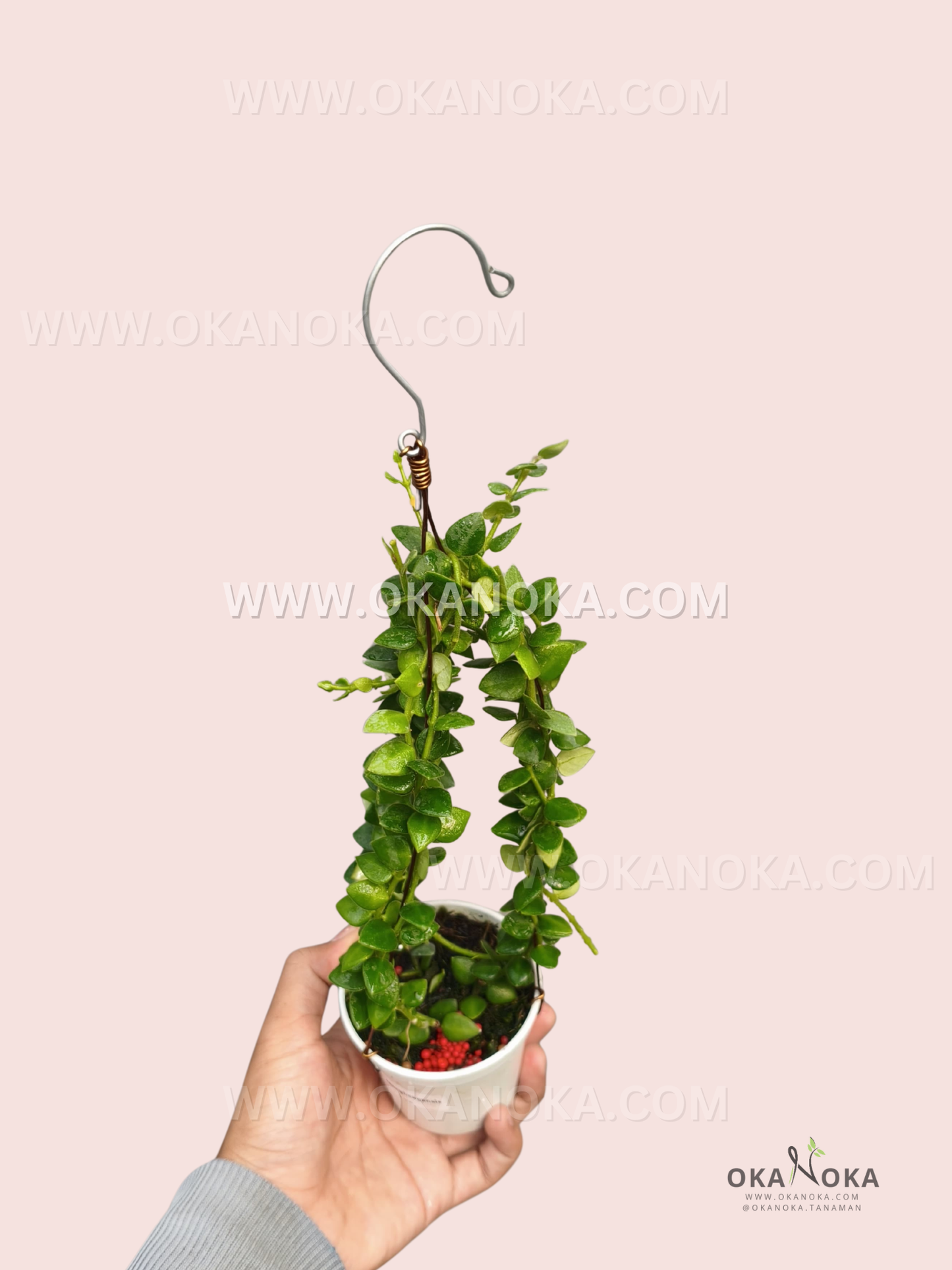 Hoya Chinghungensis live plant with compact green foliage and slender cascading vines growing in a small nursery pot