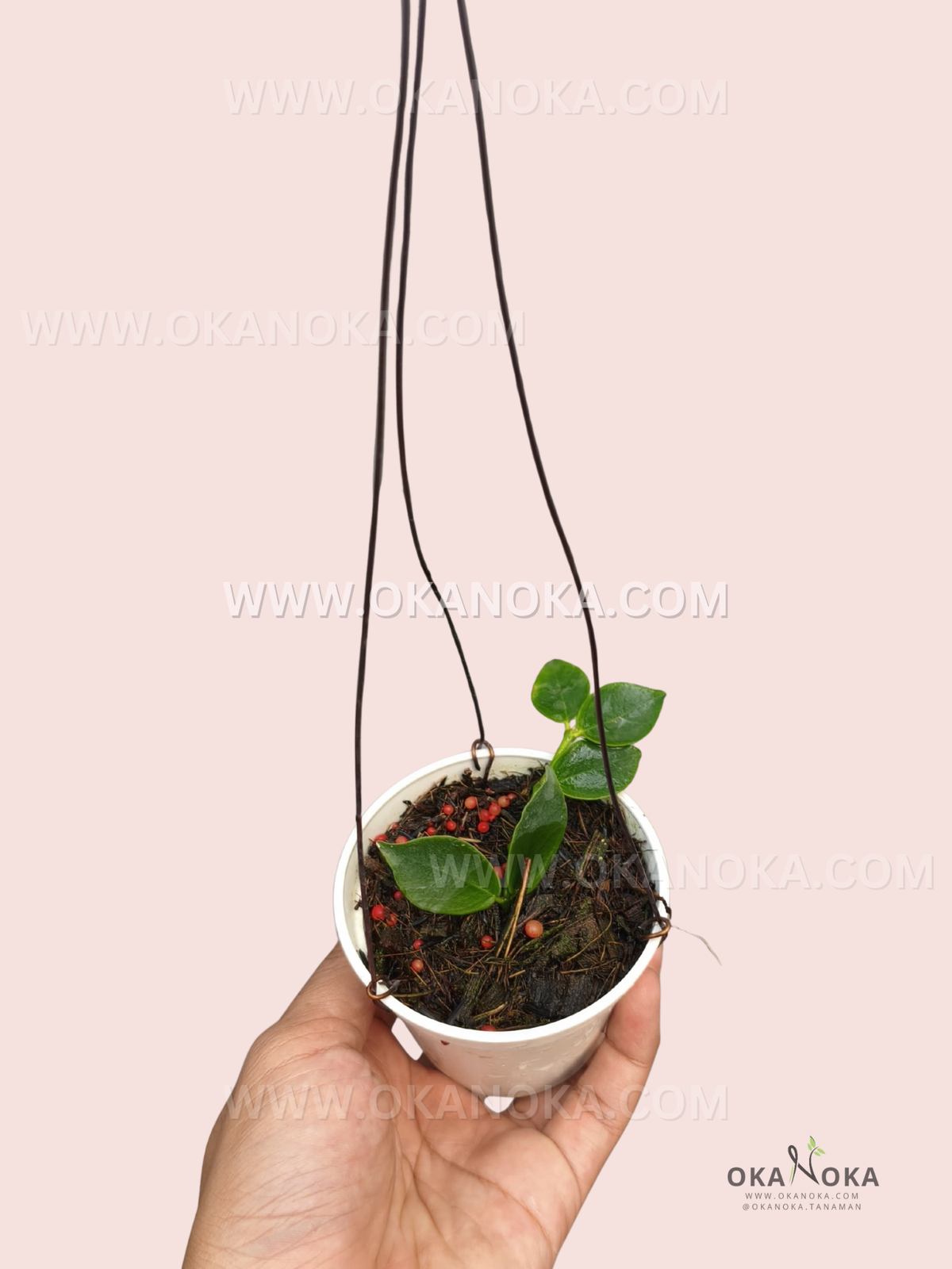 Hoya Corymbosa live plant with thick glossy green leaves and young climbing vines growing from a white hanging pot.