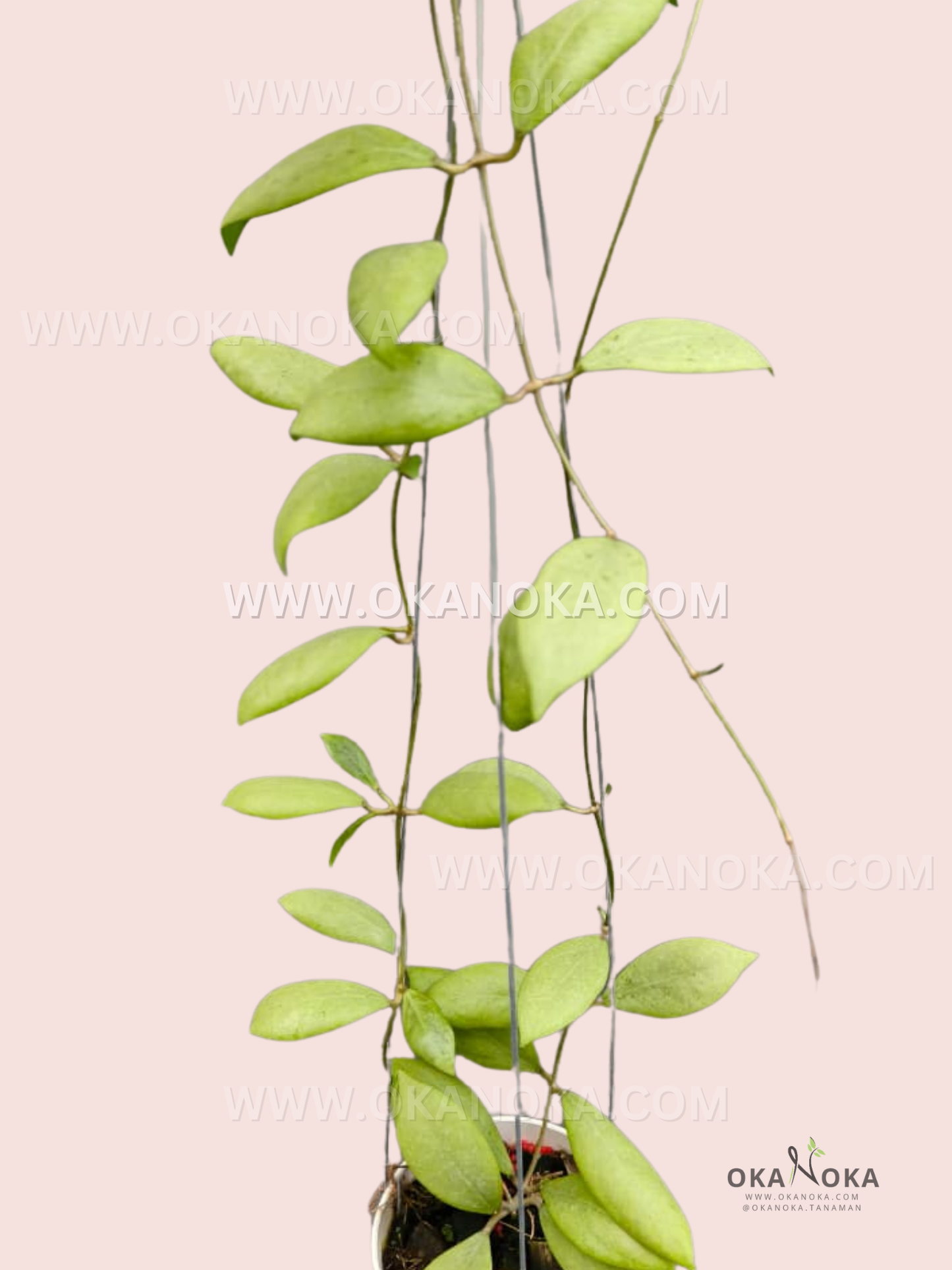Close-up of Hoya Erythrostemma Silver leaves with silver-green metallic patterns.