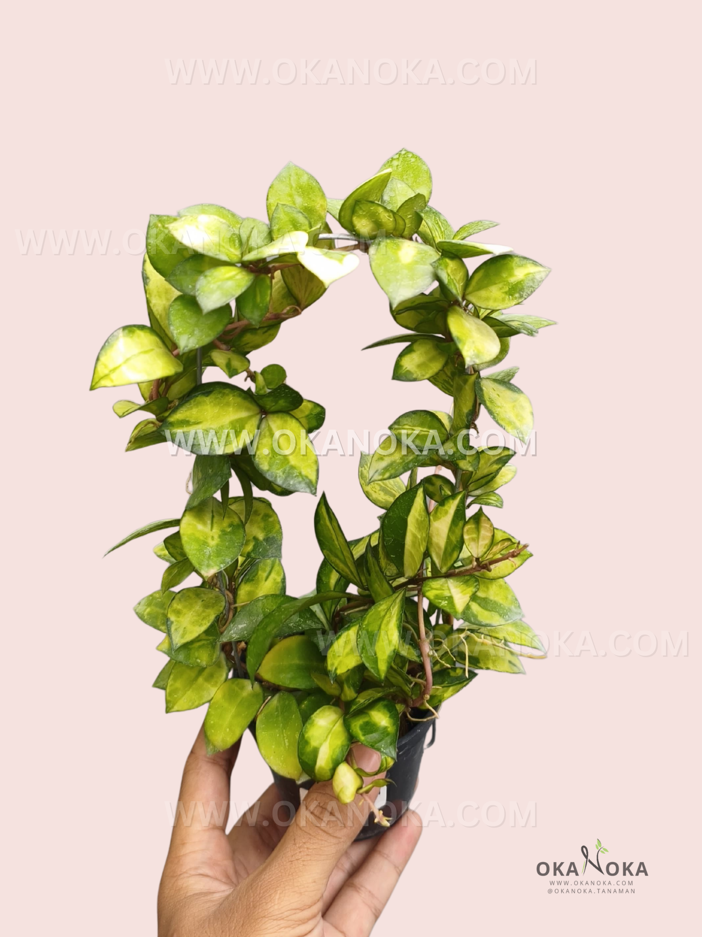 Close-up of Hoya Lacunosa Agni showing layered oval foliage with bright yellow-green variegation along several intertwined stems.