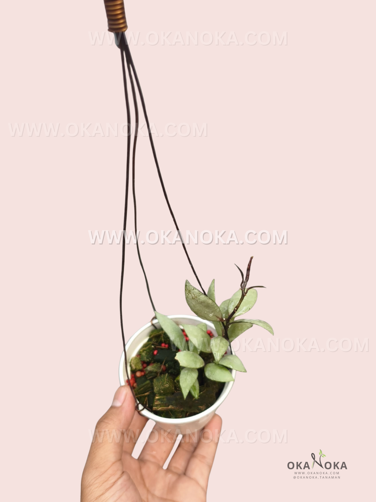 Hoya Lacunosa Angel Snow Wine live plant with compact pale green foliage and slender trailing stems growing in a white hanging pot.