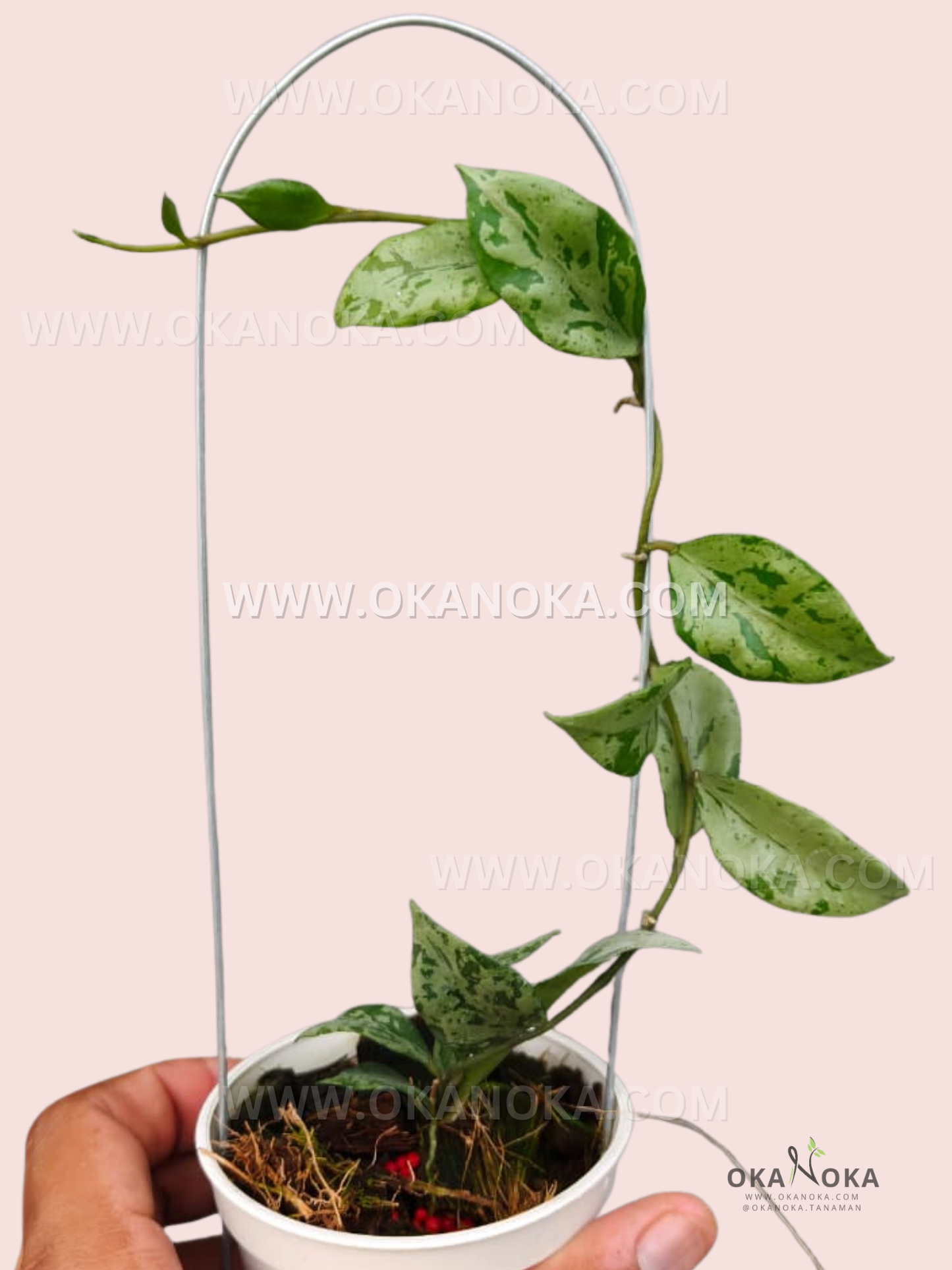 Close-up of Hoya Lacunosa Green Flame leaves with silver speckles in a hanging pot.