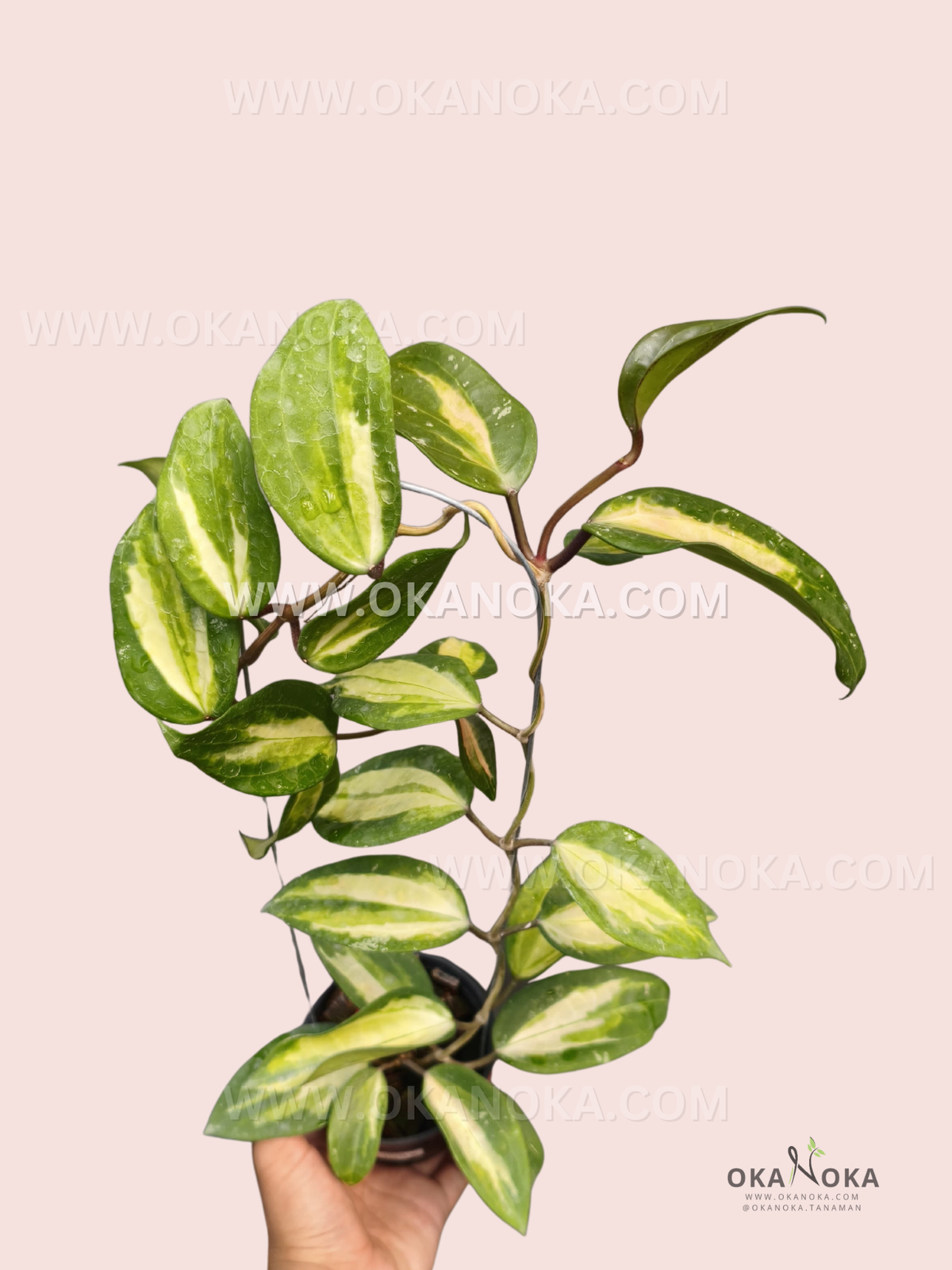 Hoya Latifolia Variegated FN-15 live plant with elongated green leaves featuring prominent creamy-yellow central variegation and trailing vines in a black pot.