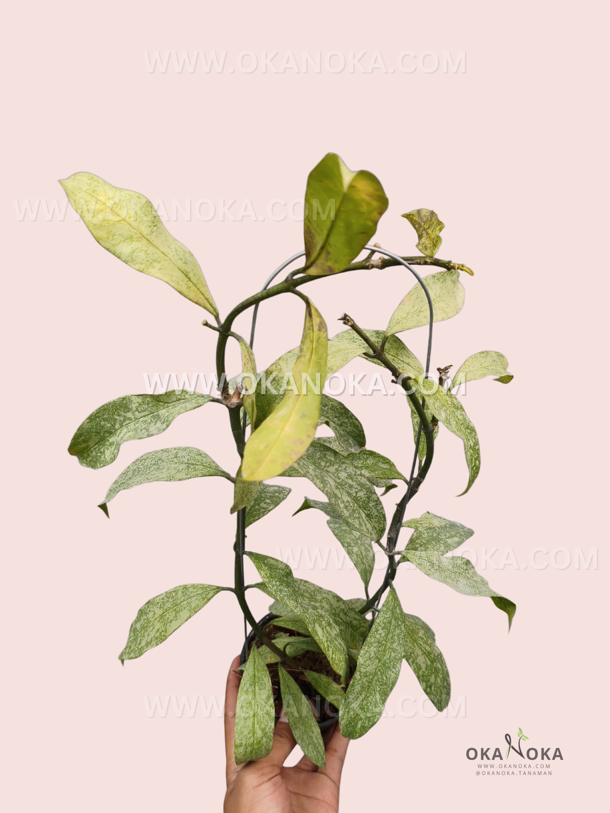 Hoya Multiflora Silver live plant with elongated green leaves covered in silver speckling, multiple stems, and a trained vining growth habit.