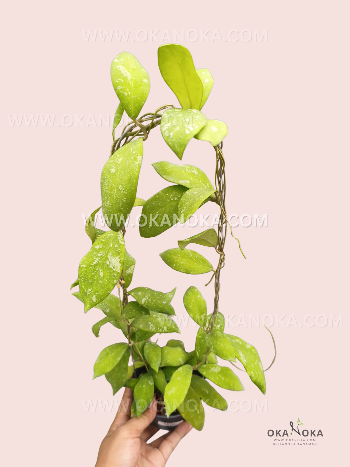 Hoya Polypus KT-259 live plant with elongated green leaves featuring pale speckling and multiple long, intertwined vines trained around a support.