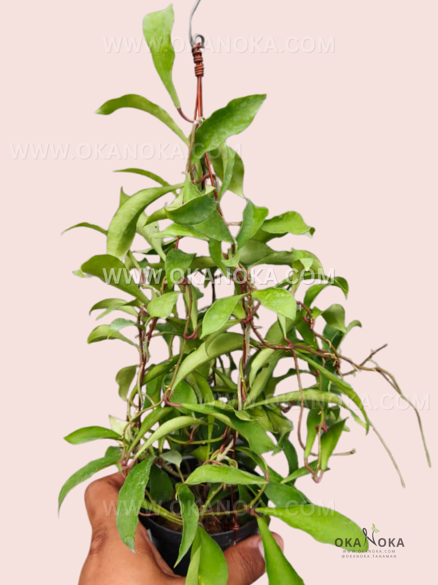 Hoya Soidaoensis live tropical houseplant with trailing green leaves in a hanging pot, perfect for indoor decoration.