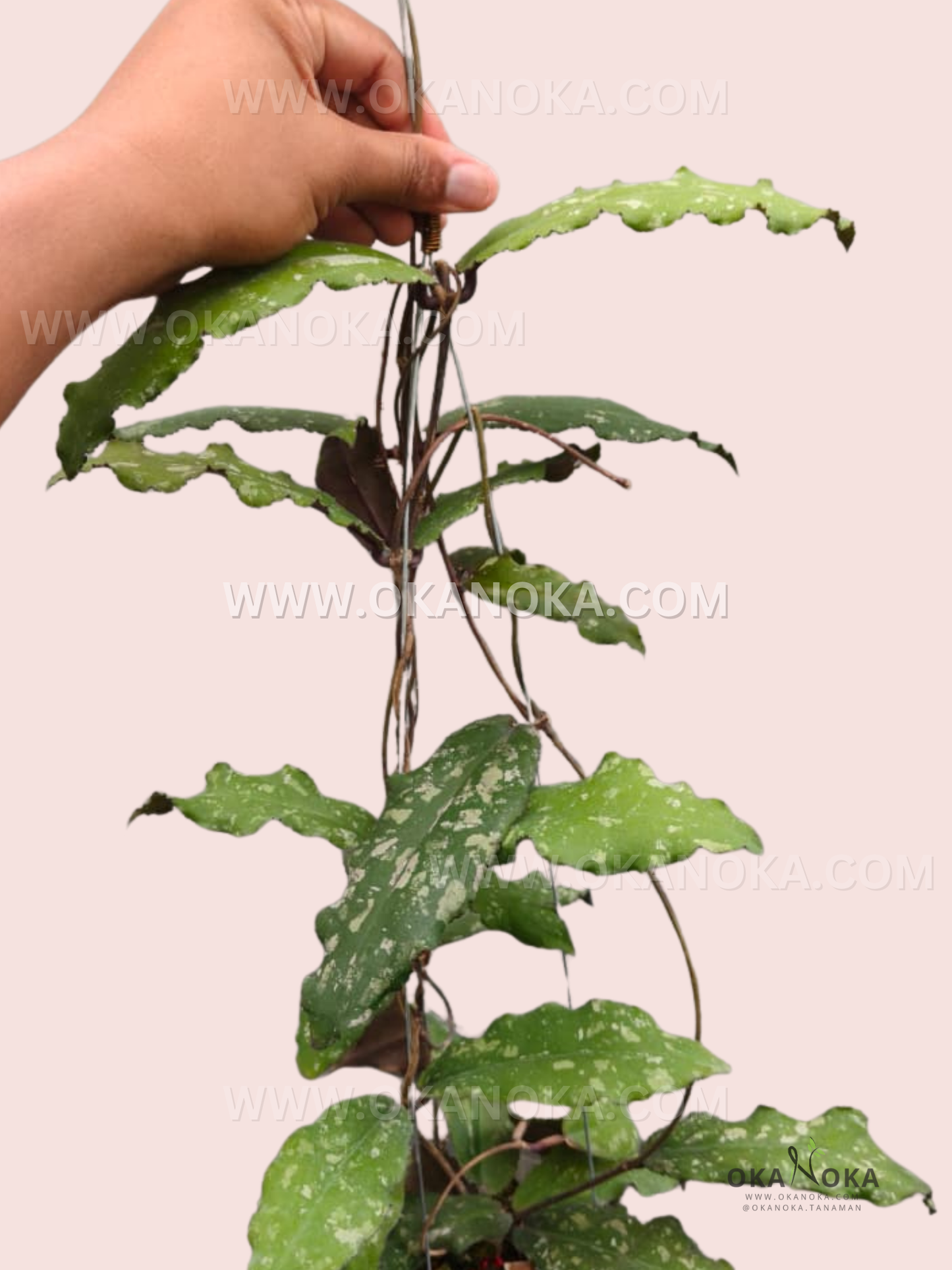 Close-up of Hoya Undulata Splash VN-256 trailing variegated leaves in a hanging pot