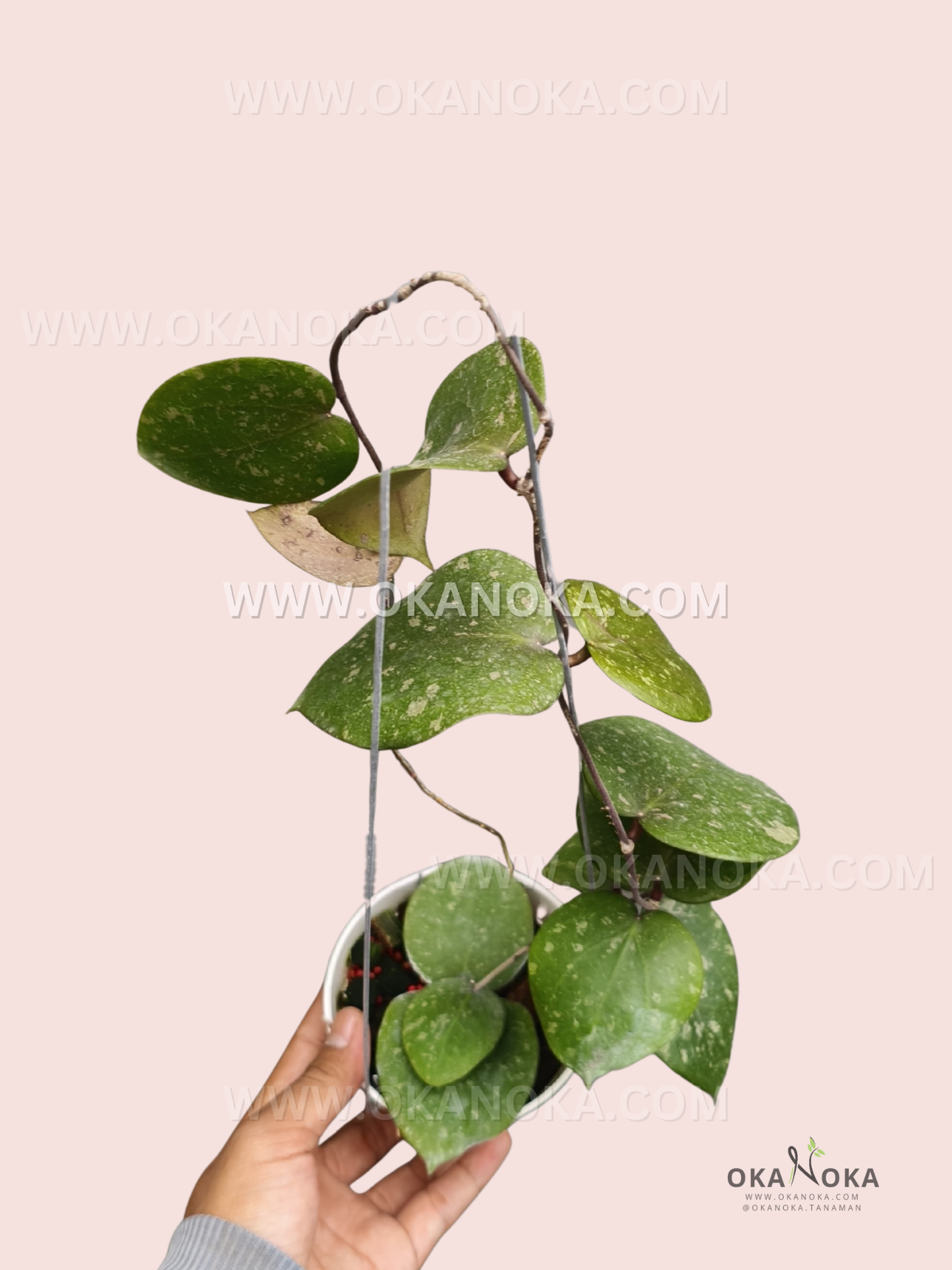 Hoya Verticillata x Imbricata with long trailing vines and thick, round green leaves mottled with light silver-green variegation, growing in a small hanging pot.