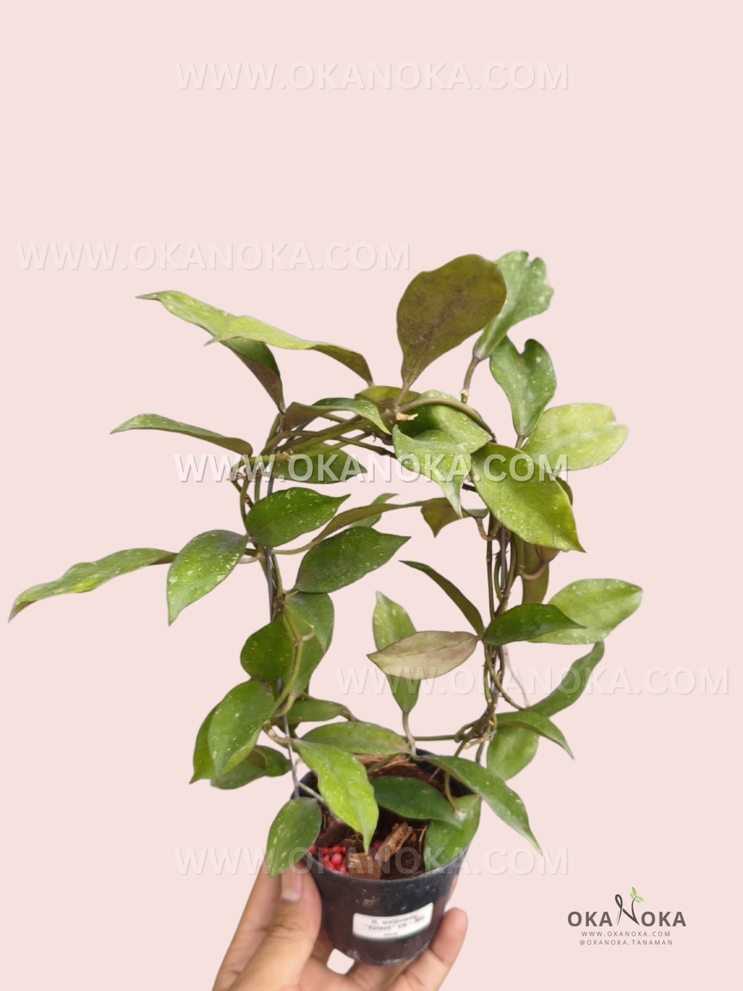 Hoya Walliniana Splash VN-360 Mentawai live plant with elongated green leaves and trailing stems in a black nursery pot