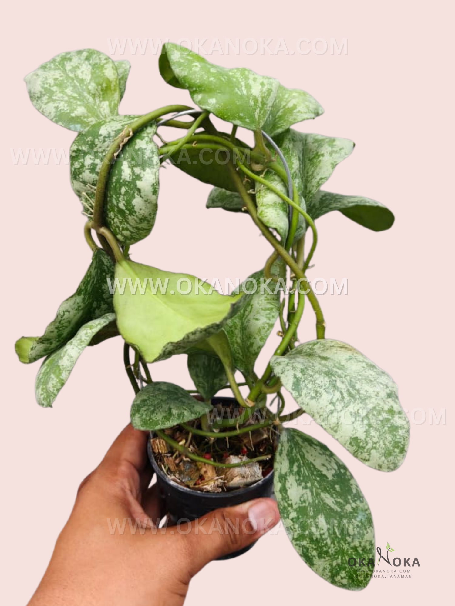 その他観葉植物 Hoya waymaniae 'Cloudy Sky' Hoya Waymaniae Cloudy Sky – Okanoka