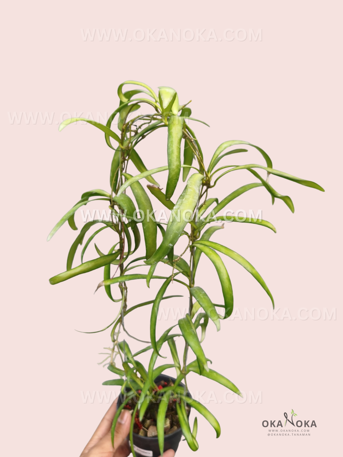 Hoya aff. Acicularis live plant with long, narrow curved green leaves and slender climbing vines growing in a small pot.